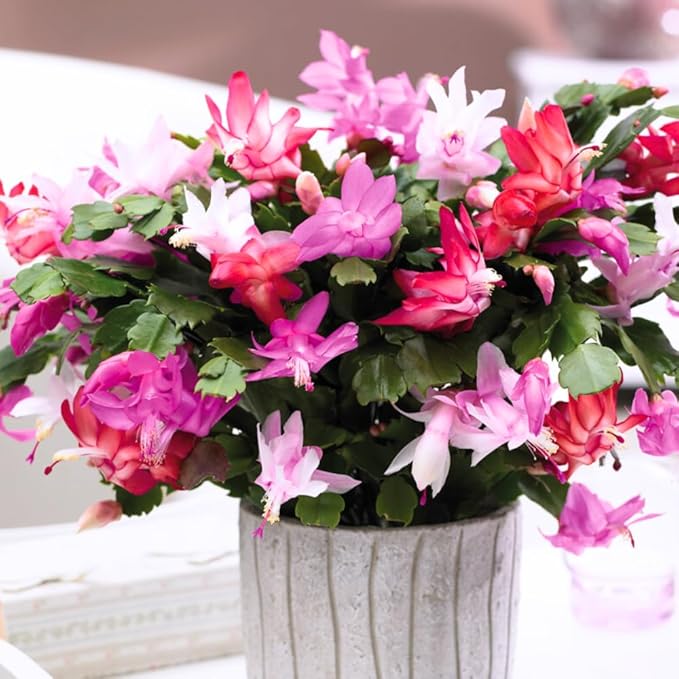 Set 2 Christmas Cactus Plants Live, Hanging Baskets Houseplants, Holiday Cactus Indoor Plants Live Well-Rooted 4-9" Tall, No Pot (Mixed)