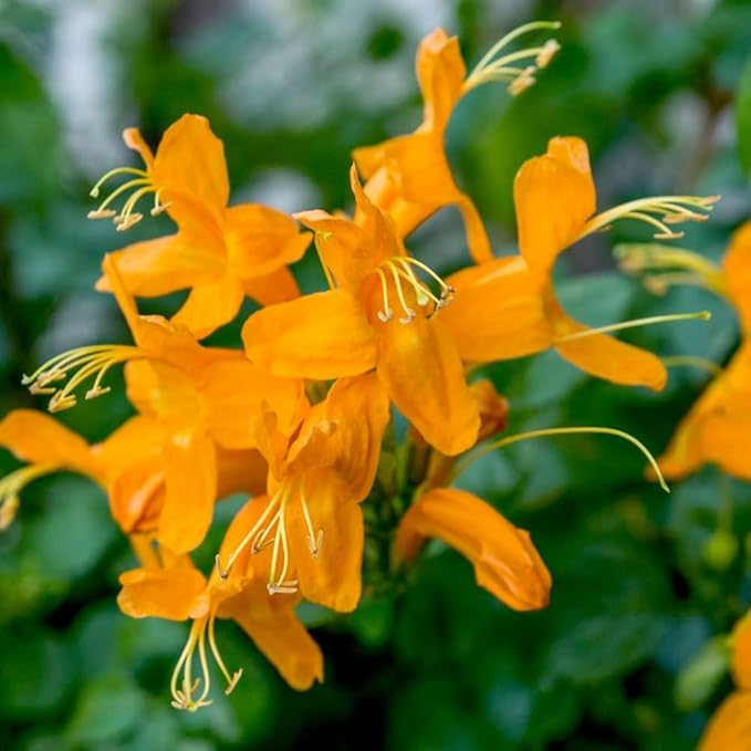 2 Mix Honeysuckle Plants Live, Fragrant Honeysuckle Climbing Vine for Garden, Trellis, or Fence, Starter Plugs 4-8 Inch (Yellow Orange Blooms)