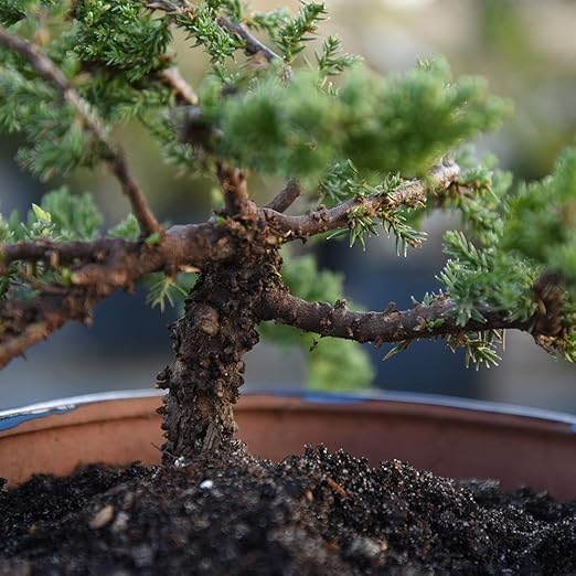 Perfect Plants Liquid Bonsai Fertilizer | 8oz. of Premium Concentrated Indoor and Outdoor Bonsai Fertilizer | Use with All Bonsai Varieties | Trees in Pots