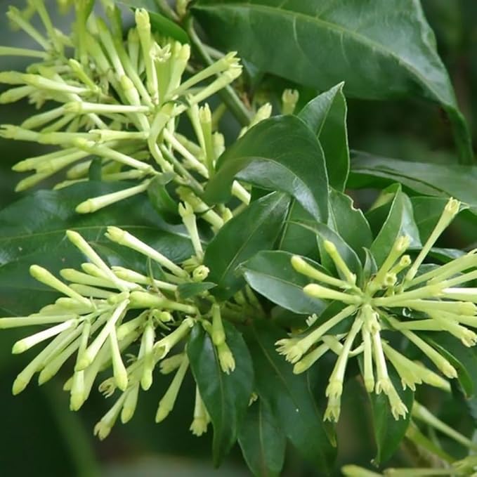 Night Blooming Jasmine Plants Live, Arabian Jasmine Plant Indoor, Fragrant Jasmines Flowers Vine 4 to 7 Inch