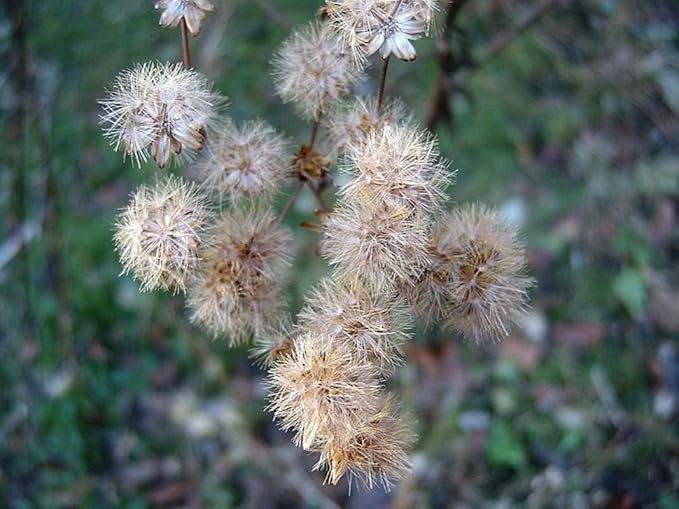 Ironweed Plant - Unique Purple Blooms - Vernonia gigantea - Seedlings to Plant in Your Own Garden (1 Seedling)