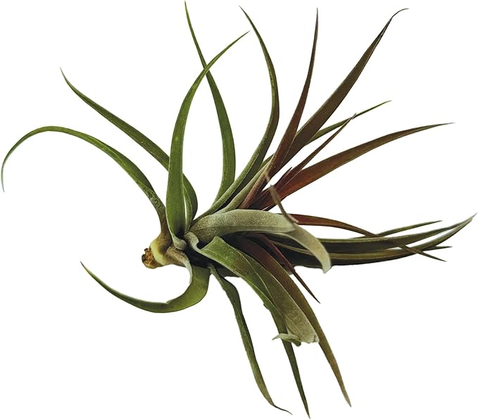 ragnaroc Air Plants - Tillandsia Brachycaulos Abdita, Large 4-6" - 1 ct - Live Arrival Guaranteed - House Plants for Home Decor & Gift