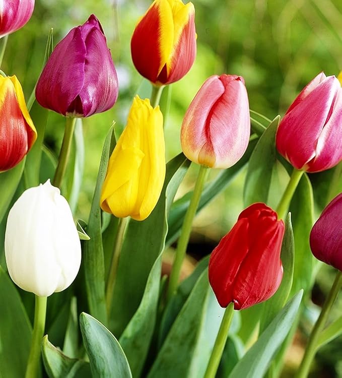 Tulipa Fringed Mixture Tulip Bulbs Size 11/12 for Planting - Plant in Fall, Winter or Early Spring (Emperor Mixture, 15, Count)