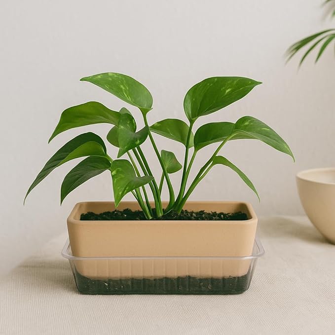 Curtis Wagner Plastics Oval Clear Heavy Gauge Vinyl Basket Liner (5-Pack) - Clear, Oval (Diameter: 6.5 x 4.25 Base, 9.25 x 6.8 x 3.5 Top, 3.5 Depth) Thin Plastic Plant Tray
