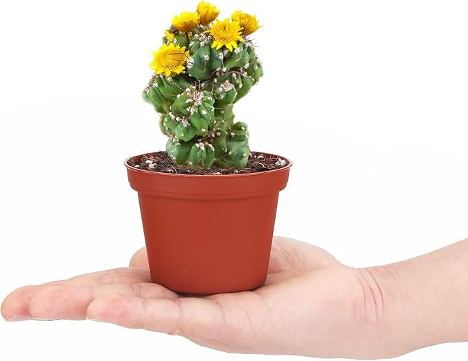 serazat 50 Pack Mini Brown Plastic Plant Pots – 2.16 x 1.97 Inch Nursery Pots for Small Plants, Succulents, Flowers – Ideal for Home & Office Decor