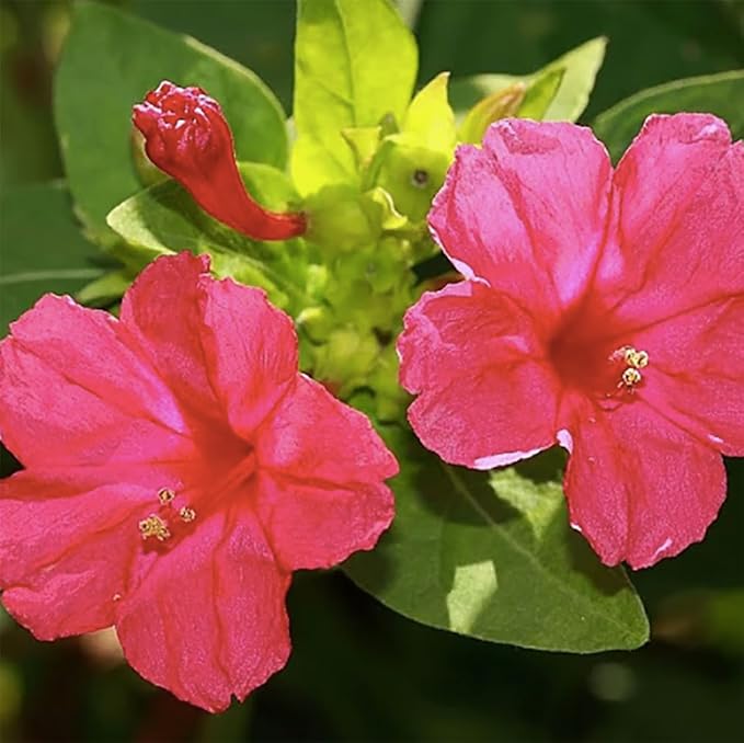 80 Red Four O'Clock Seeds - Tender Perennial That Reseeds Easily