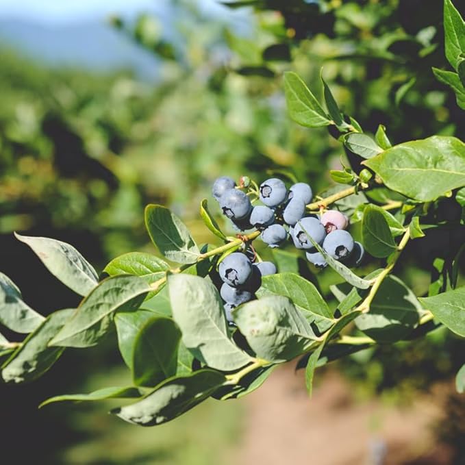 Sunshine Blueberry Plant Live for Planting, 4-8 Inch Tall Starter Plant, Hardy Blueberry Bush for Garden or Patio