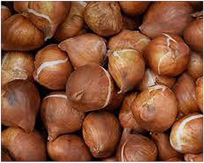 Marde Ross & Company 5 Weber's Parrot Tulip Bulbs - Spring Bulbs