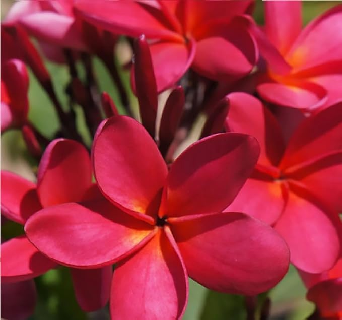 Frangipani Red Plumeria Plant Hawaii Cuttings 2 Pack lo987 Discount Hawaiian Gifts