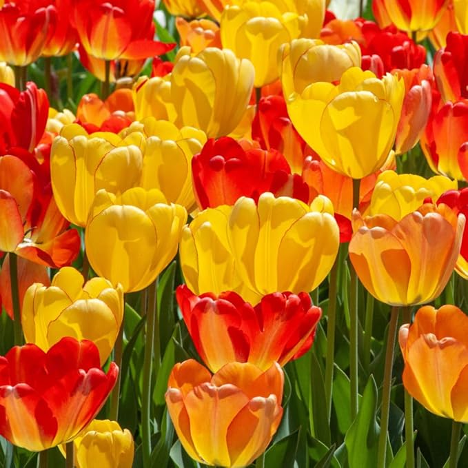 Tulipa Fringed Mixture Tulip Bulbs Size 11/12 for Planting - Plant in Fall, Winter or Early Spring (Apeldoorn Mixture, 15, Count)