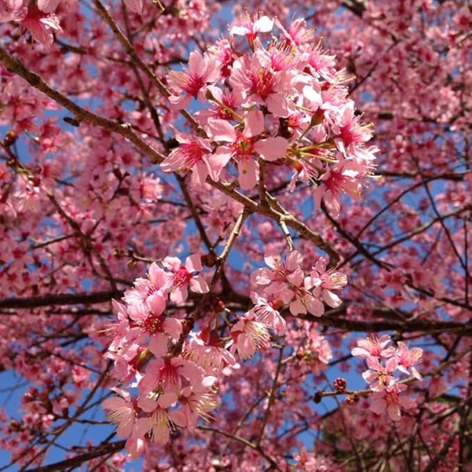Cherry Blossom Tree, Dark Pink Cherry Tree Live Plant, 6-12 Inch Tall in 2.5 Inch Pot, Dormant in Winter