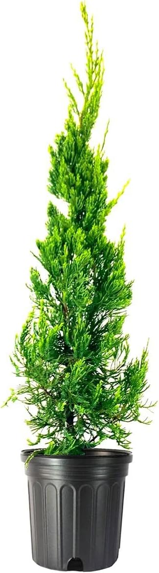 Hollywood Juniper | Juniperus Chinensis Torulosa | 2 Live Gallon Size Trees | Drought Tolerant Cold Hardy Evergreen Plant