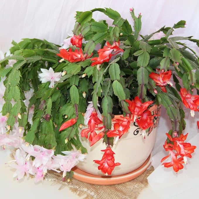 Thanksgiving Cactus Plants Live in 4" Pot, Holiday Christmas Cactus, Colorful Indoor Houseplant, Zygocactus Like, Ready to Bloom (Red)