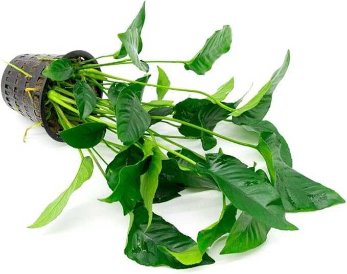 SubstrateSource Anubias Live Aquarium Plants - Potted Freshwater Plant for Fish Tanks, Terrariums - Beginner Friendly Low Light (Barteri Striped, Mother Plant)