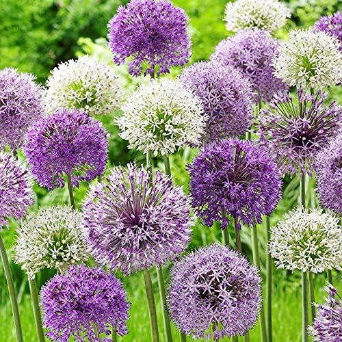 Bubble Blend Allium Mix Flower Bulbs - 10 Bulbs per Pack - Attracts Butterflies and Hummingbirds - Deer Resistant - Good as Cut Flowers - Naturalizing - Perennializing