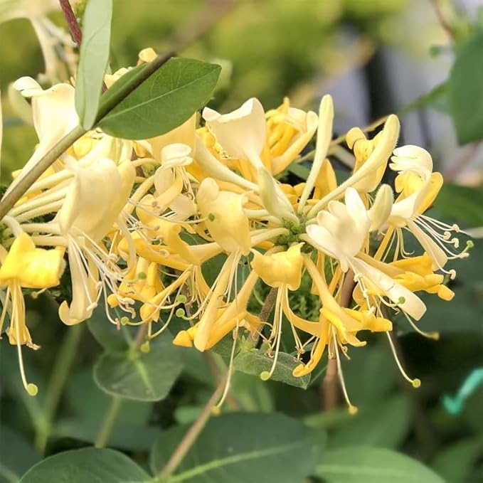 Set 2 Fragrant Honeysuckle Plants Live, Live Honeysuckle Plants 5-9" Tall Vines Bushes Climbing for Planting (Gold White)