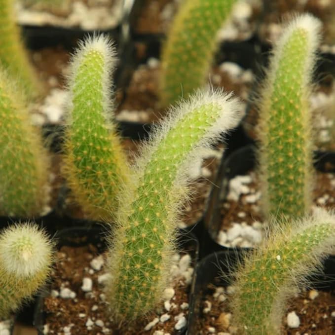 Monkey Tail Cactus Live Plant, 6-8 Inch Rare Trailing Cactus Live Rooted Succulent, Easy Care Hanging Cactus Houseplant Bareroot