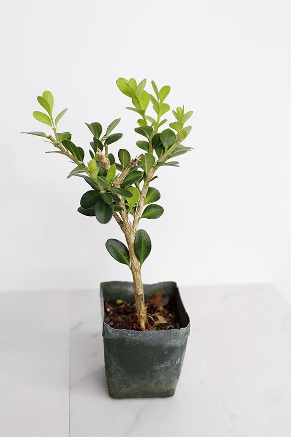 My Shelfie – Winter Gem Boxwood Bonsai Starter Tree (Buxus microphylla Japonica ‘Winter Gem’), 2-Inch Live Evergreen Shrub for Indoor or Outdoor Garden, Landscape, and Home Décor (1)