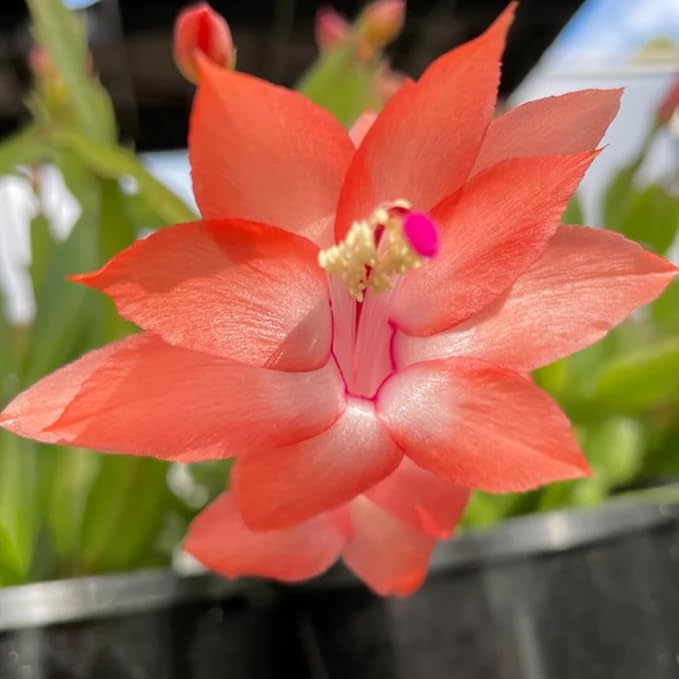 Thanksgiving Cactus Live Plant in 4" Pot, Holiday Christmas Cactus Plants Live, Winter Bloom, Indoor Planting, Ready to Blooms (Peachy Yellow)