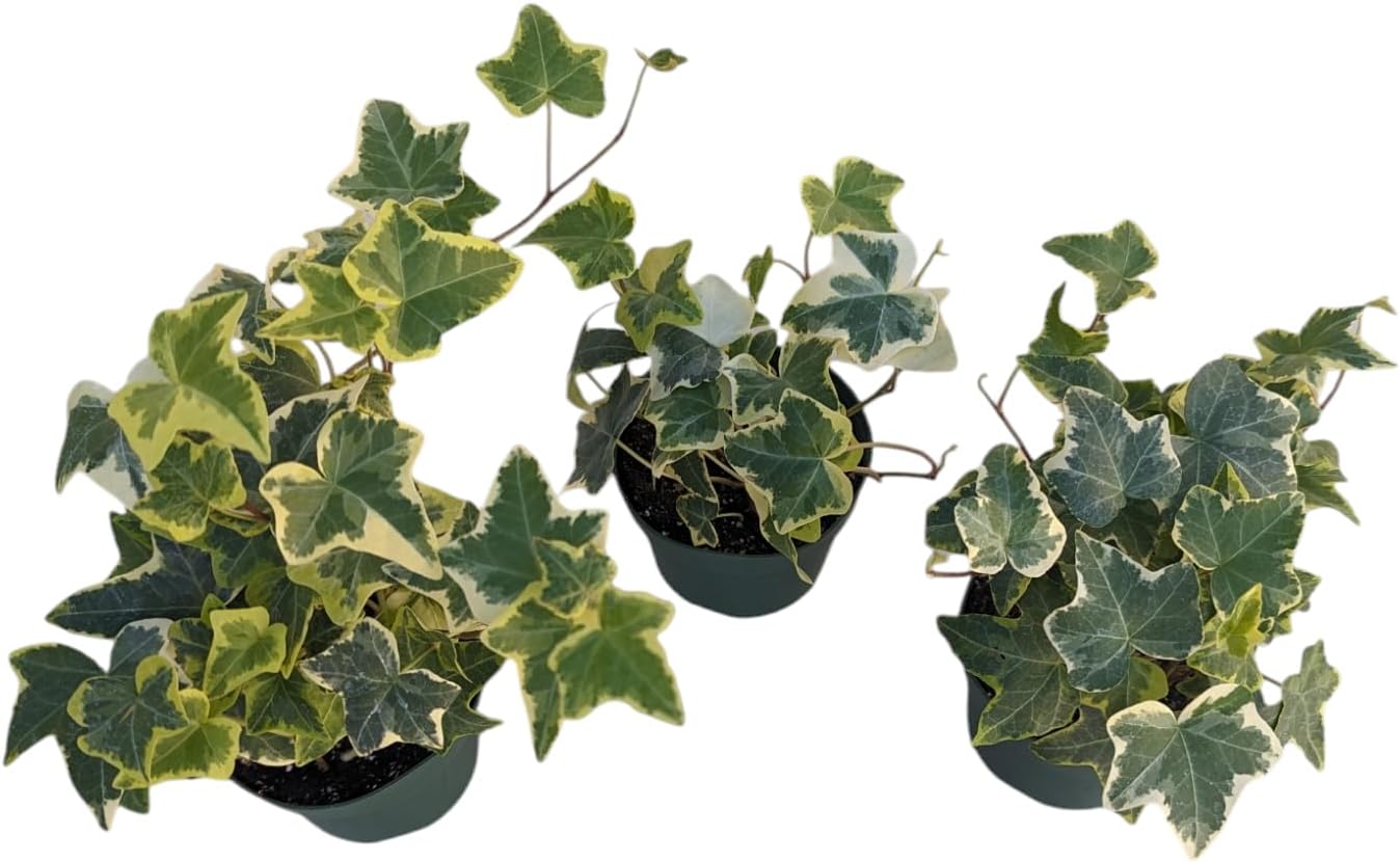 Gold Child English Ivy Plants, 3-Pack, 4" Pots
