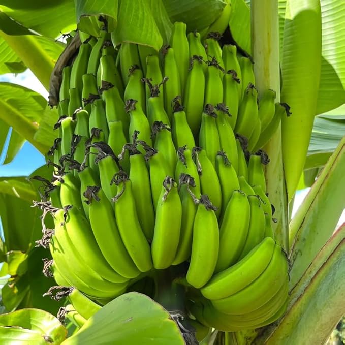 Rare Banana Plant Live for Planting, Banana Trees Live Plants for Outdoor Indoor Planting, Cold Hardy, 4-7" in Tall, No Pot, Musa Plant