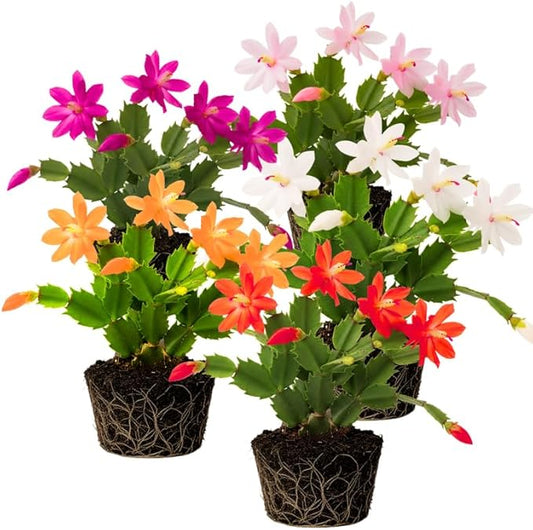 2 Mix Christmas Cactus Plants Live, 4 to 7 Inch Tall Colorful Christmas Cactus, Holiday Flower Houseplant, Indoor Outdoors Easy Care Plants for Home Garden