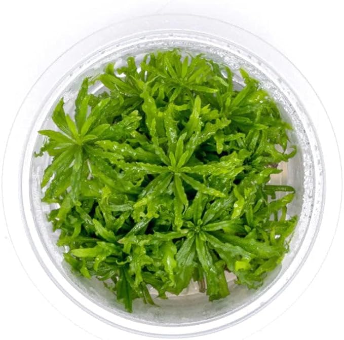 SubstrateSource Live Plant - Downoi (Pogostemon helferi) - Foreground Rosette, Snail-Free in Vitro Aquarium Plant - Tissue Culture