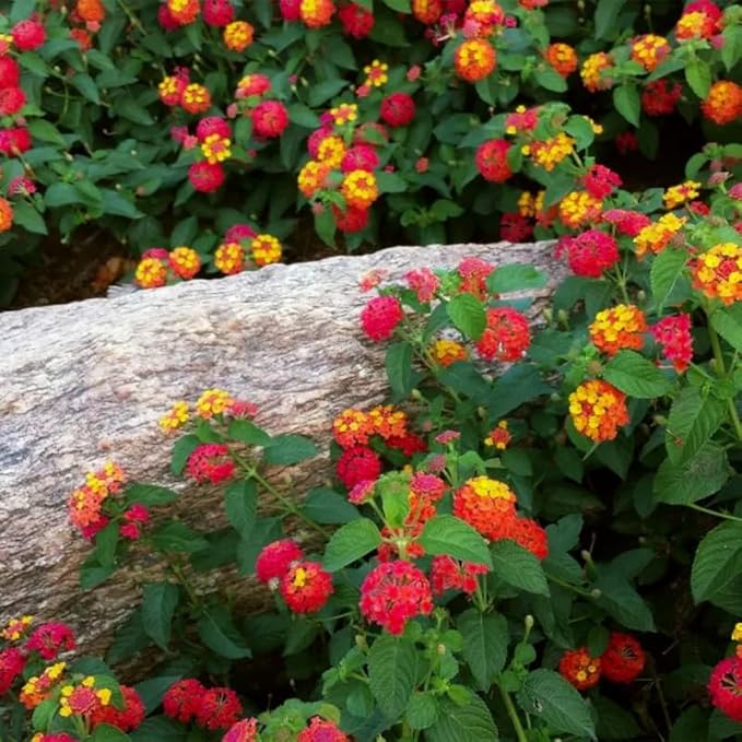 Pack 2 Red Lantana Plants Live for Planting Outdoors, 2 to 5 Inch Tall, Well Rooted, Fragrant Flowers