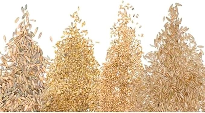 Cat Grass Seeds for Growing | 4 Way Blend, Rye, Wheat, Oats and Barley | Made in USA, Ships from Iowa. (1 Pound)