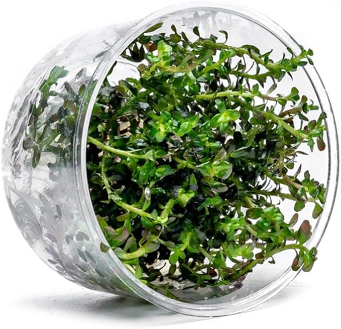 Ultum Nature Systems Live Tissue Culture - Rotala 'Colorata' - Moderate - High Light - Reddish-Pink Accent - Midground to Background - 100% Snail Free Grown in-Vitro - Regular Cup