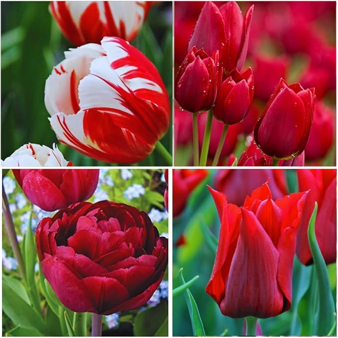 15 Red Tulip Bulbs for Fall Planting, Tulip Spring Flower Bulbs Perennial Outdoor, Colorful Blooms Groundcover Bulb