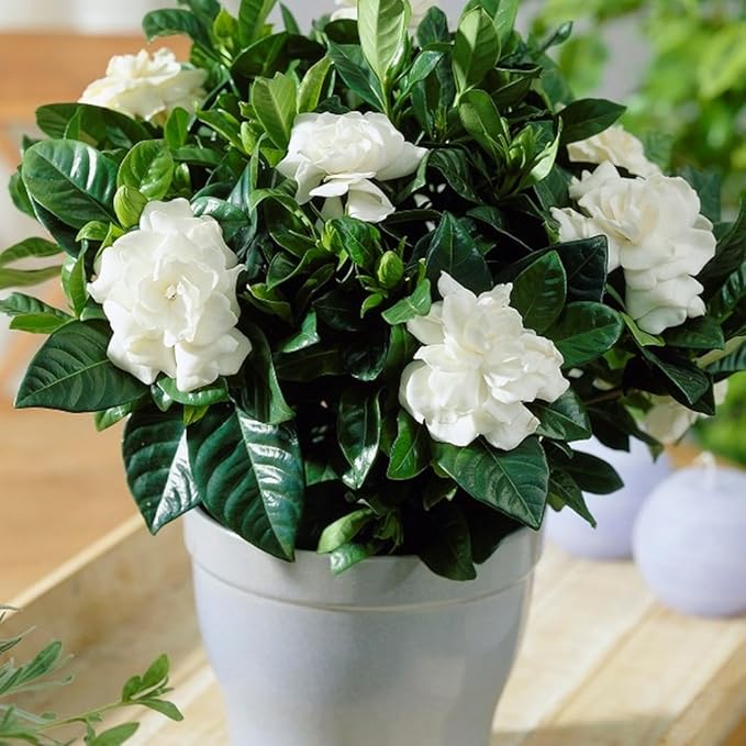 3 Frostproof Cape Jasmine Plants Live, 5 to 8 Inches Tall, Gardenia Jasmine Vine Plant for Gardening and Outdoor Patio