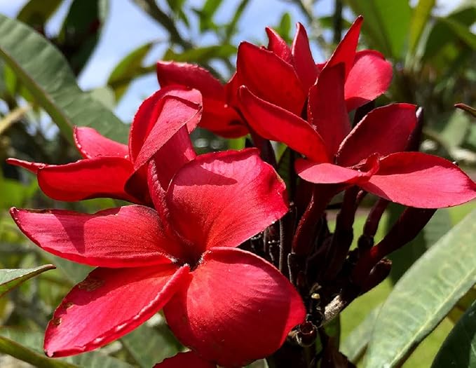 Frangipani Red Plumeria Plant Hawaii Cuttings 2 Pack lo987 Discount Hawaiian Gifts