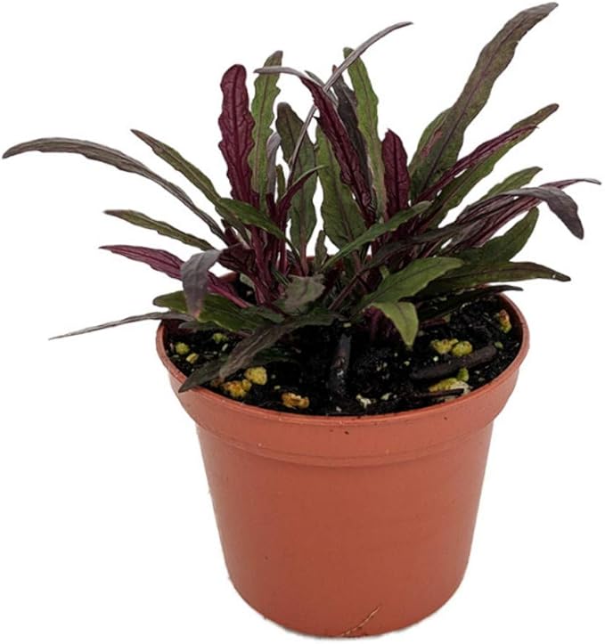 Dragon's Tongue Plant - Hemigraphis - Terrarium/FairyGarden/Houseplant- 2.5" Pot