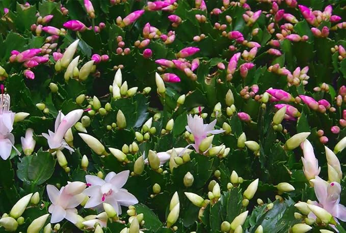 American Plant Exchange Live Christmas Cactus 2-Pack – 4-Inch Pot Cover – Easy Care Flowering Succulents with Festive Blooms for Holiday Home Décor, Kitchens, Offices & Indoor Winter Displays