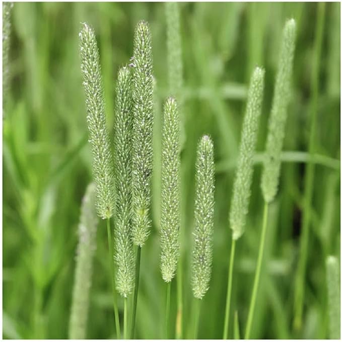 Climax Timothy Grass Seeds, 1 Pound by Seeds2Go
