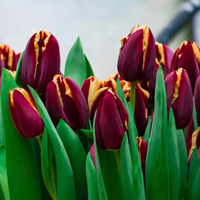 20 Mixed Tulip Flower Bulbs for Fall Planting, 11/12 cm Top Size Tulip Bulbs Bulk Pack of Colorful Tulips for Spring Blooms, Grow Flowerbeds, Fresh Harvest