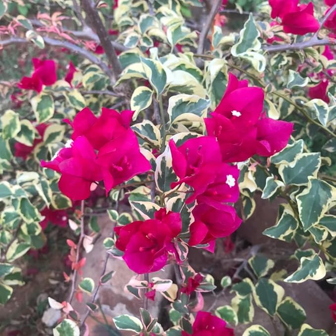 2 Bougainvillea Plants Live, Trailing Flowering Vines, 5-9” Tall, Well-Rooted Bougainvillea Trees for Outdoor Garden or Patio (Raspberry Ice Bougainvillea)