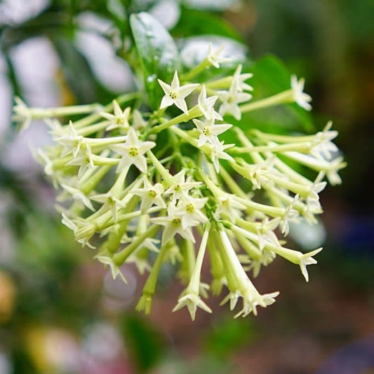 Jasmine Plant, Fragrant Jasmine Flower Vine 4-8 Inches Well Rooted for Container, Hanging Basket Growing (Blooming Night)