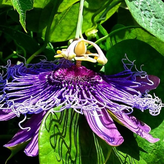 Passion Flower Plant Live, 5 to 8 Inch Tall Passiflora Vine, Fragrant Climbing Plant for Garden or Trellis, No Pot, Well-Rooted (Purple Passion Flower)