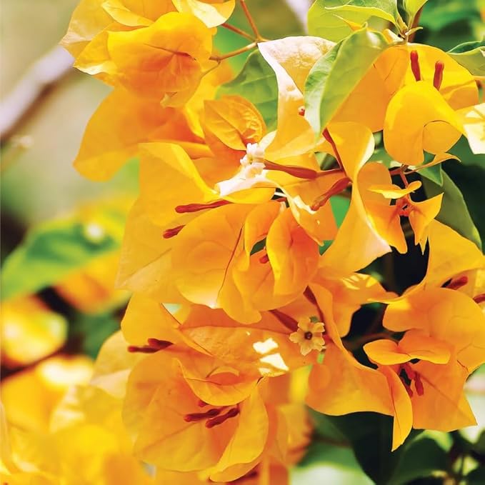 2 Bougainvillea Plants Live, Trailing Flowering Vines, 5-9” Tall, Well-Rooted Bougainvillea Trees for Outdoor Garden or Patio (Yellow Bougainvillea)