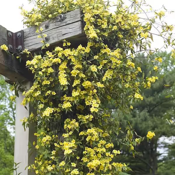 Carolina Jasmine Plant, Live Evergreen Vine, Fragrant Yellow Blooms, Fast Growing Climber for Trellis, Fences, or Arbors - Gelsemium sempervirens - 2 Bags