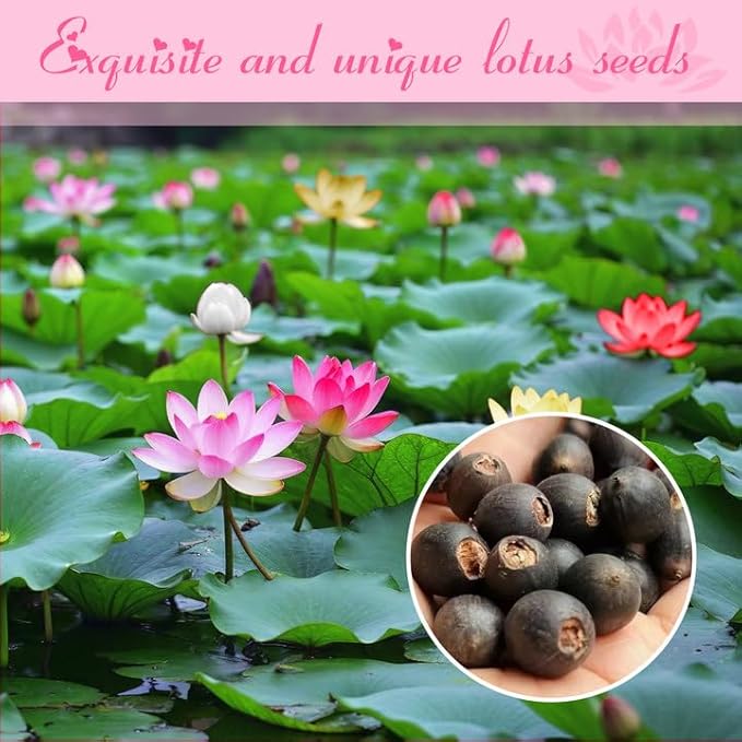 100pcs Lotus Seeds for Planting - 10 Unique Varieties, Mixed Colors Loto de cuenco semillas, Includes Detailed Planting Guide, Perfect for Ponds, Water Gardens & Gifts, High Germination