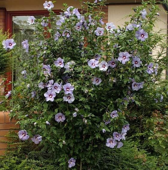 Blue Bird Hibiscus - Althea - Rose of Sharon - Live Plant - Quart Pot