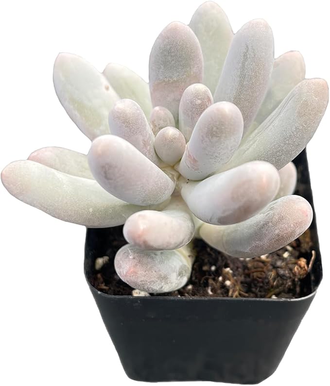 2" Live Succulent Plants Pachyphytum 'Sweet-Dumplingss', Mini Potted Succulents, Easy Care Indoor Houseplant, Unique Gifts, Home Office Décor