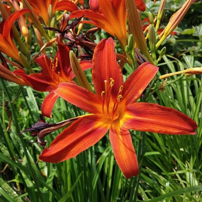 3 Orange Daylily Bulbs for Planting, Reblooming Daylilies Bulbs, Perennial Flowers Bulbs