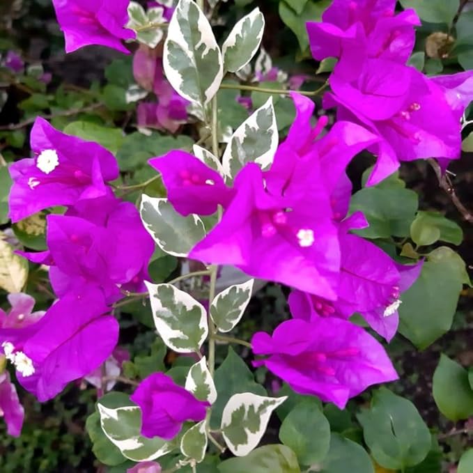 2 Bougainvillea Plants Live, Trailing Flowering Vines, 5-9” Tall, Well-Rooted Bougainvillea Trees for Outdoor Garden or Patio (Blueberry Ice Bougainvillea)
