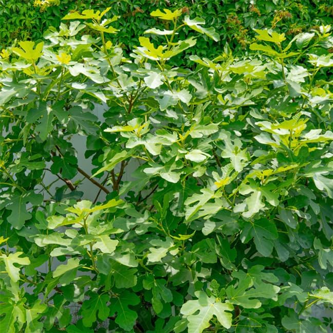 Fig Tree Chicago Hardy Live for Sale (4 Pack) | Cold Hardy Easy to Grow Plants | Edible Fruit Plant | Grow Your own Food on Your Edible Organic Garden| Live for Planting| No Seeds