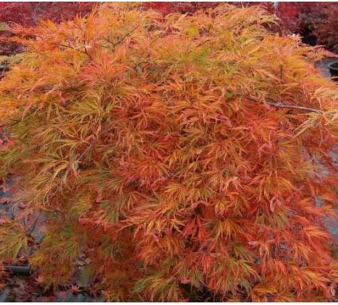 Orangeola Weeping Laceleaf Japanese Maple - Live Plant - Trade Gallon Pot