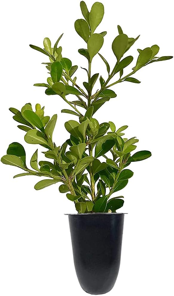 Japanese Boxwood | 10 Live Plants | Buxus Microphylla | Evergreen Shrub, Low Maintenance, Ideal for Hedges, Dense Foliage, Perfect for Borders, Hardy Versatile Landscaping